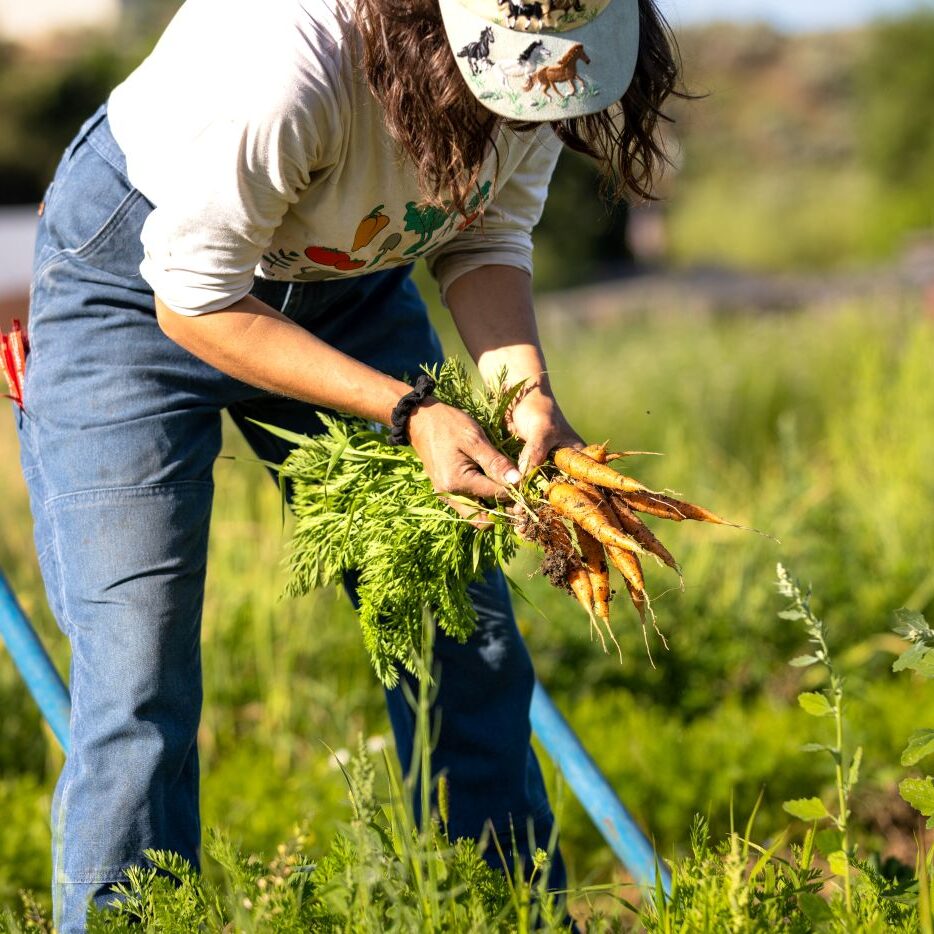 Woman bent over holding carrots she just harvested
