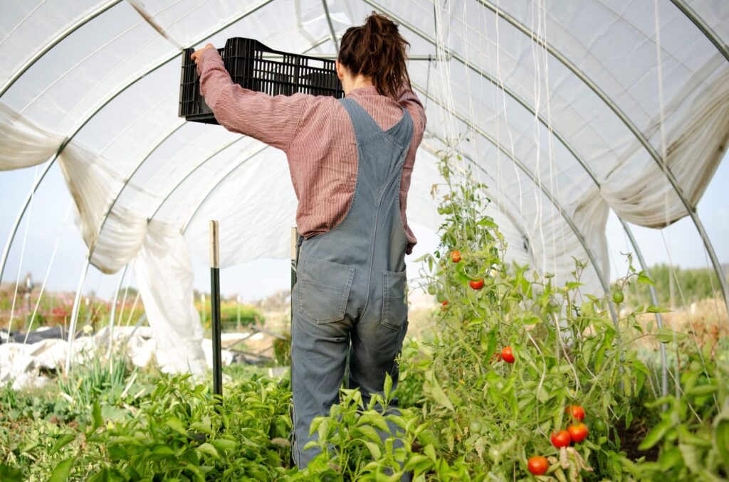 View of a woman from behind, carrying a crate of tomatoes in a greenhouse with tomatoes growing